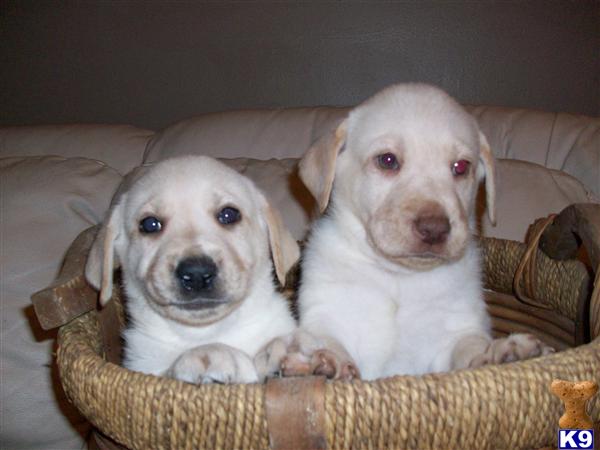 Lab Puppies AKC MH  CD CH